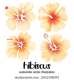 Watercolor hibiscus, Hibiscus, flowers, vector, illustration, tropical flowers