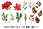 Watercolor holiday plants, poinsettia and pine corn  branches clipart collection.  Isolated on white background vector illustration set. 