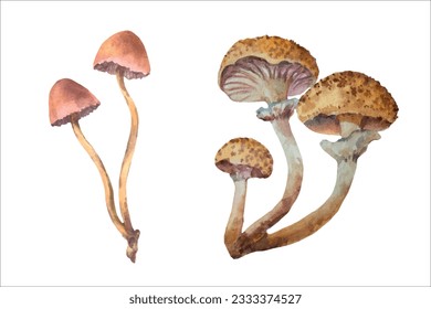 Watercolor honey fungus mushroom, Armillaria mellea. Hand drawn mushroom, vector illustration