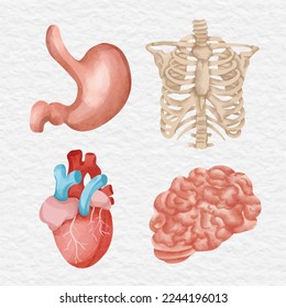 watercolor human anatomy organ element clip art