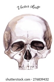 Watercolor human skull. Hand painted vector illustration