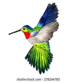 Watercolor Hummingbird isolated at white background