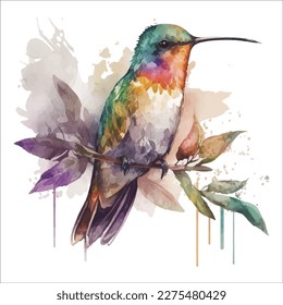 Watercolor hummingbird Vector hummingbirds isolated multi-colored caliber Humming bird watercolor painting drawing