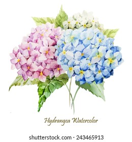 Watercolor, Hydrangea, Flowers, Bouquet