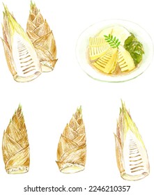 Watercolor illustration of bamboo shoots set