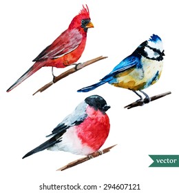 watercolor illustration of a bird, isolated object, bullfinch, red cardinal, chickadee