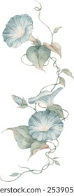 Watercolor illustration of blue morning glory flowers