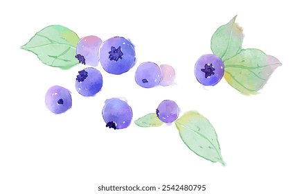 Ilustração em aquarela de frutos de mirtilo