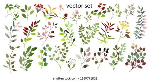 Watercolor illustration. Botanical collection of wild and garden plants. Set: leaves, flowers, branches, herbs and other natural elements.