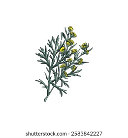 Watercolor illustration of a branch with flowers of wormwood, hand drawn sketch. Botanical medicinal plant. Vintage outline style. Natural ingredient in medicine and cosmetics. Isolated background.