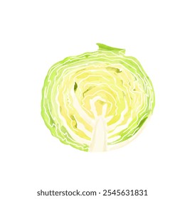Watercolor illustration Cabbage cut in half and its cross section