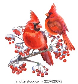 Watercolor illustration. Cardinal birds - a symbol of Christmas, ripe red pomegranate . Set of design elements isolated on white background. Realistic sketch drawing.