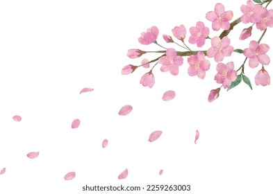 Watercolor illustration of cherry blossoms and beautifully dancing cherry petals on transparent background