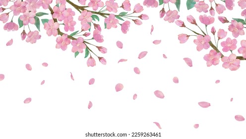 Watercolor illustration of cherry blossoms and beautifully dancing cherry petals on transparent background