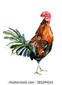Watercolor illustration of a cock