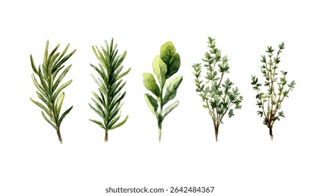 Watercolor illustration of culinary herbs.