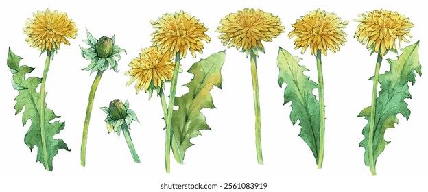 Watercolor illustration of dandelions. Summer meadow plants. Dandelions blossoms. Wildflower twigs. Recent. Floral background.