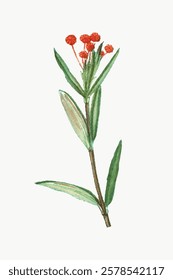 Watercolor illustration of a delicate plant with red flowers and green leaves. The plant features vibrant red flowers and lush green leaves on a light background. Vintage flower illustration, vector.