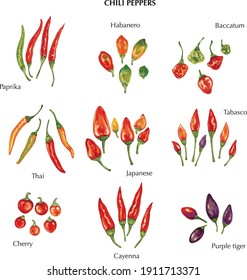 watercolor illustration of different chili peppers (paprika, habanero, thai, japanese, cherry, cayenna, purple tiger, tabasco and baccatum)