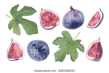 Watercolor illustration of figs and fig leaves isolated on white background. Vector hand-painted fruits.