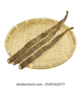 Watercolor illustration Fresh Muddy Burdock "GOBOU" on Bamboo Colander