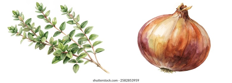 Watercolor illustration, fresh thyme sprig, ripe onion, botanical art, kitchen decor, culinary use, natural colors.