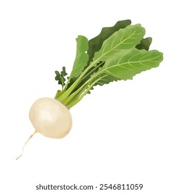 Watercolor illustration fresh turnip with leaves Vegetable