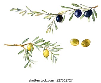 Watercolor illustration with green and black olives and olive branch