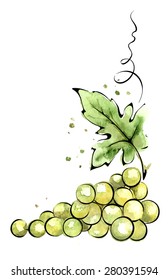 Watercolor illustration - green grapes