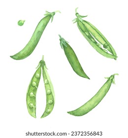 Watercolor illustration of green peas pods. Set of vector design elements isolated on white background