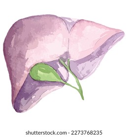 watercolor illustration hand drawing anatomical organ liver,gallbladder	