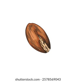 Watercolor illustration of hand drawn argan tree nut. Fruits of the plant. Argan oil. Cosmetic skin care product. Ingredient in medicine and food. Isolated background. Vector.