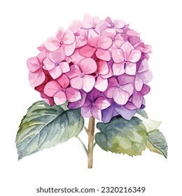 Watercolor illustration of hand painted hydrangea, vector flower, isolated on white background, vector