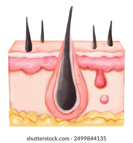 Watercolor Illustration of a Healthy Hair Follicle in Skin