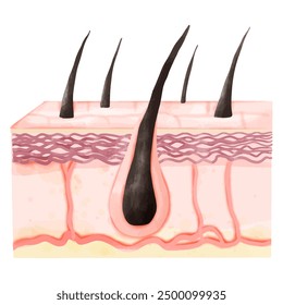 Ilustración de acuarela de folículos de cabello sano y estructura de la capa de la dermis