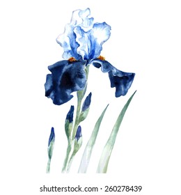 Watercolor illustration with iris