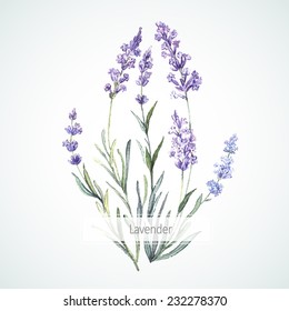 Watercolor illustration of Lavender.  Watercolor. Vector illustration.  Illustration for greeting cards, invitations, and other printing projects.