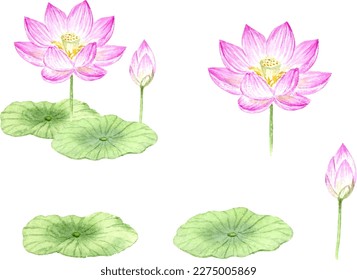 Watercolor illustration of lotus flower set