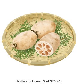 Watercolor illustration lotus root on bamboo colander with Japanese cypress leaves