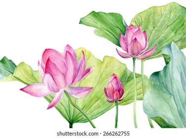 Watercolor Illustration Lotus. Vector.