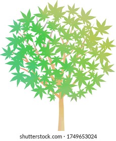 Watercolor illustration of maple tree.