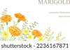 marigold watercolor