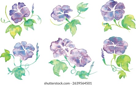 Watercolor illustration of morning glory. Summer morning glory vector watercolor. Summer watercolor background.