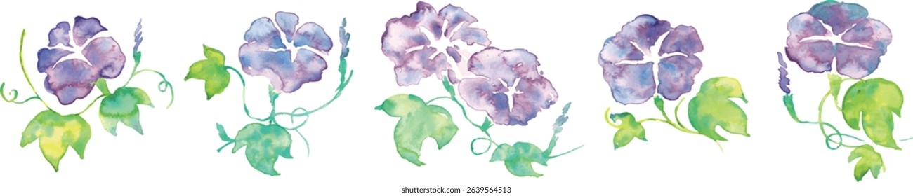 Watercolor illustration of morning glory. Summer morning glory vector watercolor. Summer watercolor background.