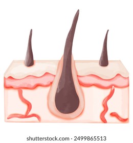 Watercolor Illustration of a Normal Hair Follicle in Skin