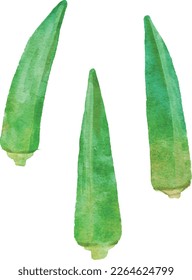 Watercolor illustration illustration illustration of okra