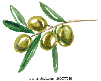 Watercolor illustration on a white background branch of green olives