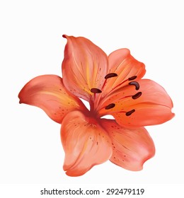 Watercolor illustration of orange lilies, isolated on white background, vector, EPS 10