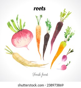 Watercolor illustration of a painting technique. Fresh organic food. Provencal style. Set of roots. Carrot, radish & parsley root.