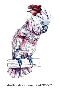 watercolor illustration of a parrot Cockatoo Moluccan. vector